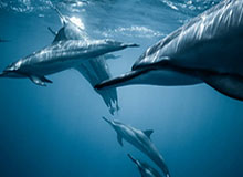 GA黄金甲-开云：云端生长的全新起点